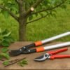 Apple Tree Pruning Tools: Expert Tips for Proper Tree Care